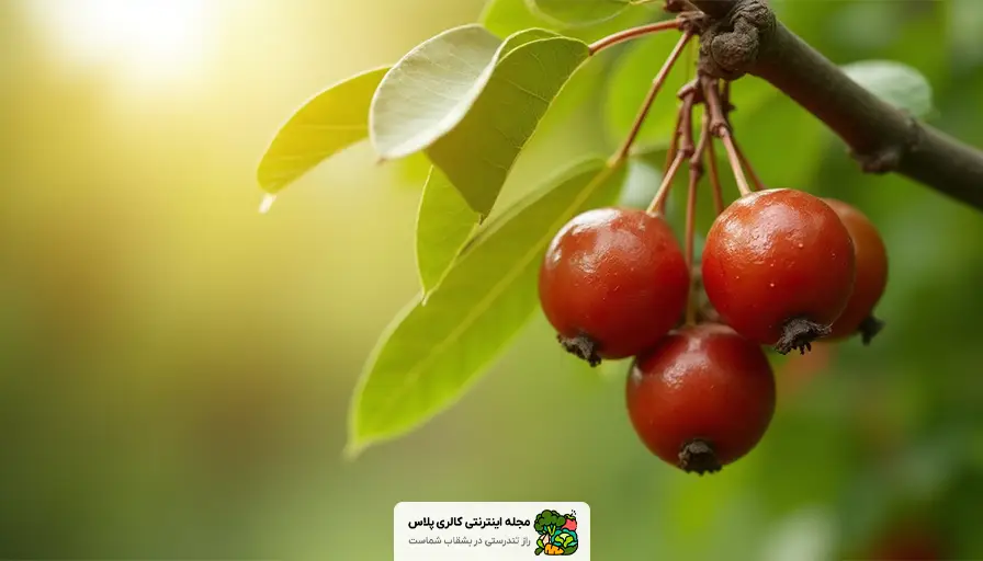 عناب تازه
